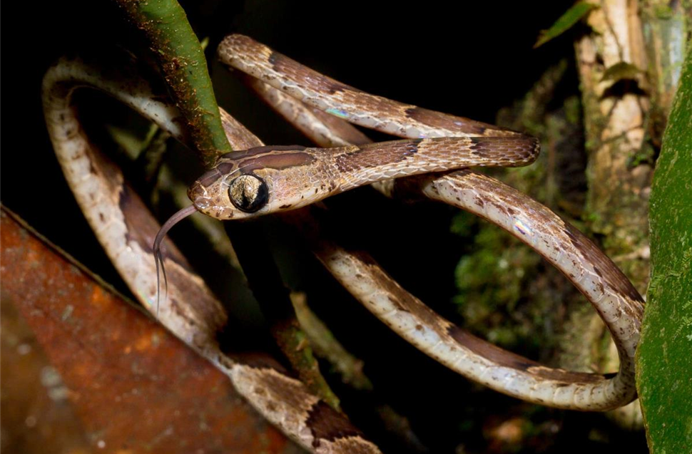 Blunt headed tree snake