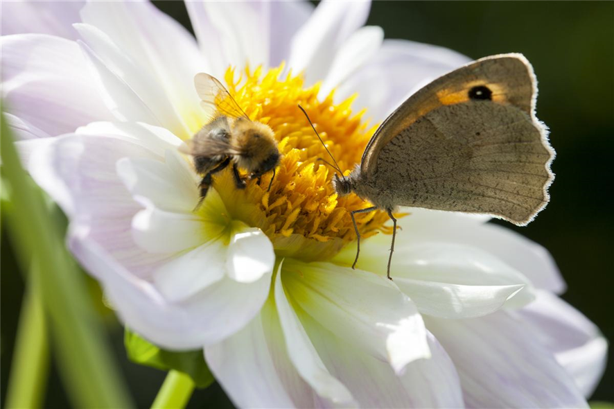 Schmetterling und Biene