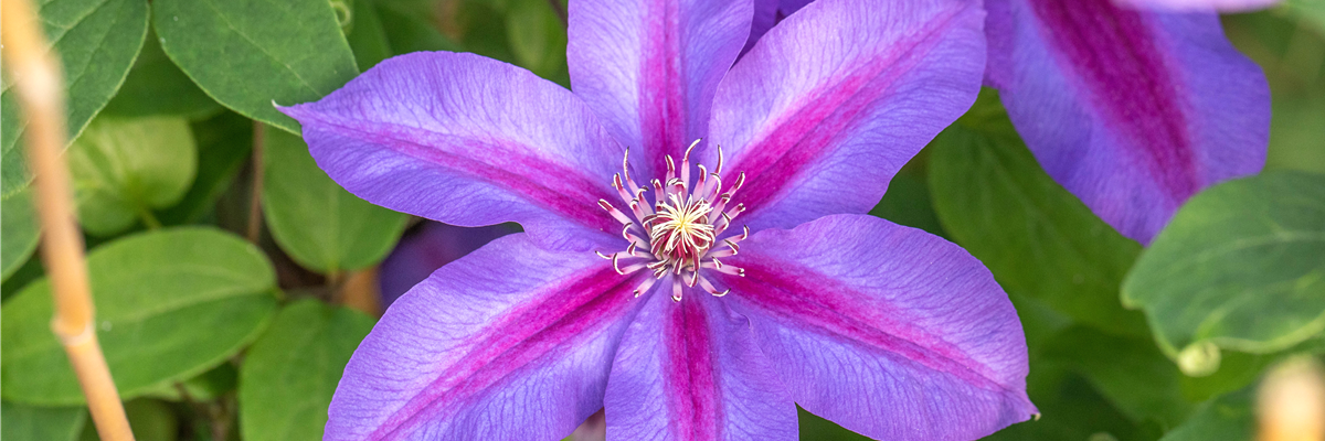 Clematis 'Mrs N. Thompson'