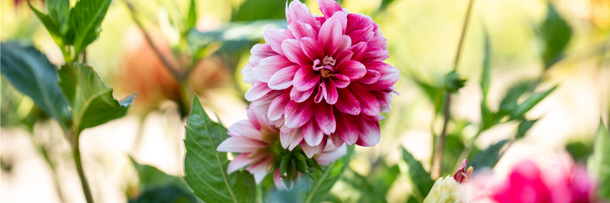 Dahlia x hortensis, magenta