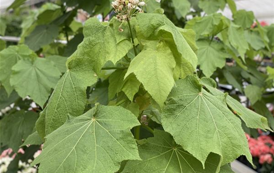 Sparmannia africana Zimmerlinde.JPG