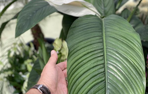 Spathiphyllum giganteum Einblatt.JPG