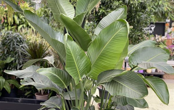 Strelitzia nicolai Paradiesvogelblume .JPG