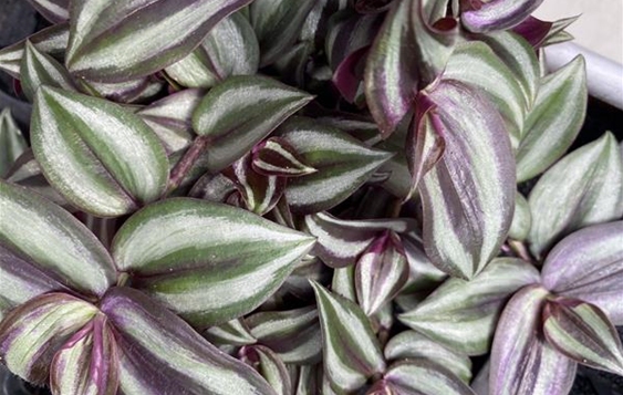 Tradescantia.JPG