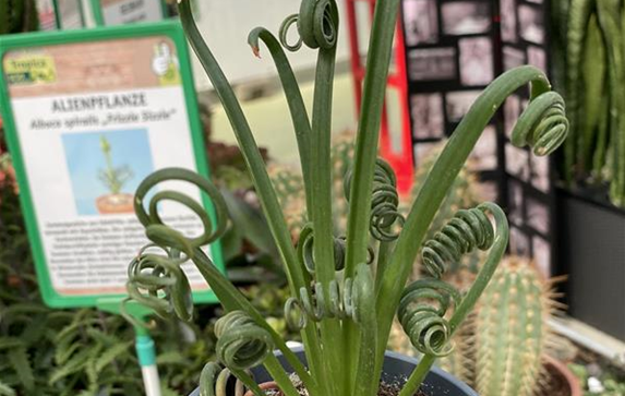 Albuca spiralis Alienpflanze.JPG