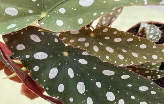 Begonia maculata Forellenbegonie.JPG