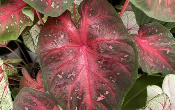 Caladium bicolor Buntwurz.JPG