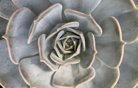 Echeveria.JPG