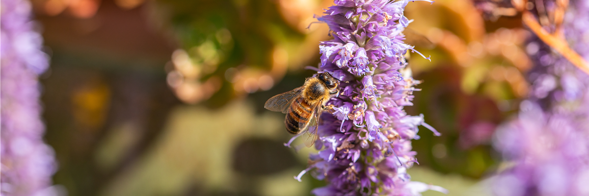 Biene auf Blüte