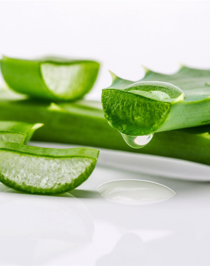 Aloe vera - Die Apotheke aus der Natur