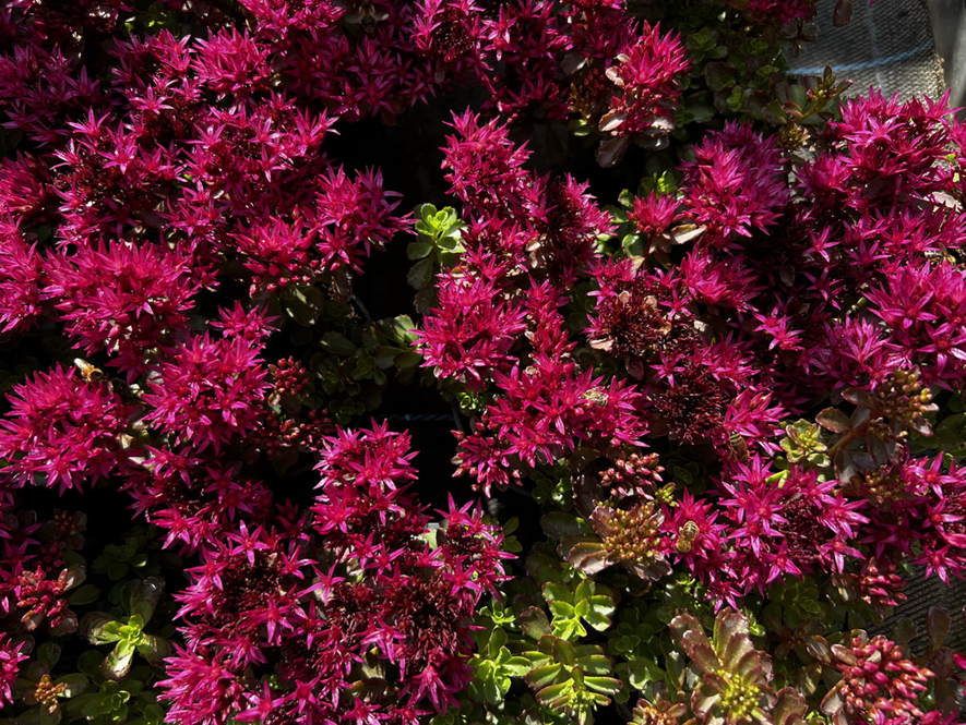 Herbstsaisonpflanzen 2022_08 00012.JPG