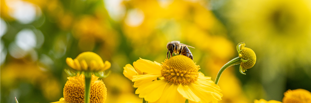 Biene auf Blüte